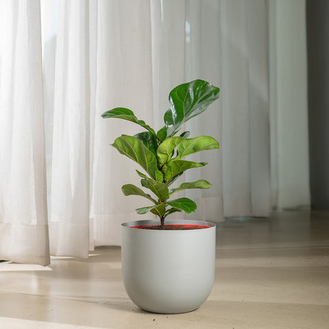 Ficus Lyrata - Fiddle Fig- Arbor Planter