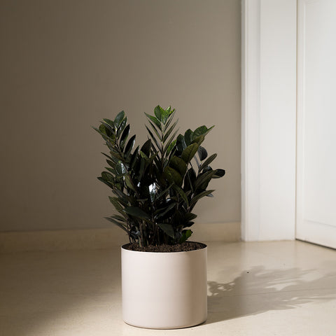 ZZ Black with Zen Planter