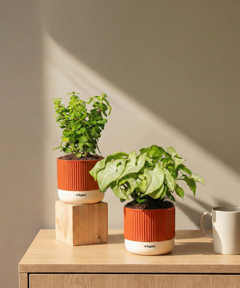 Low Maintenance Starter Plant Duo