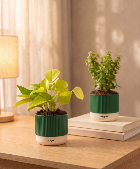 Lucky Plants Combo - Set of 2 Self Watering Plants