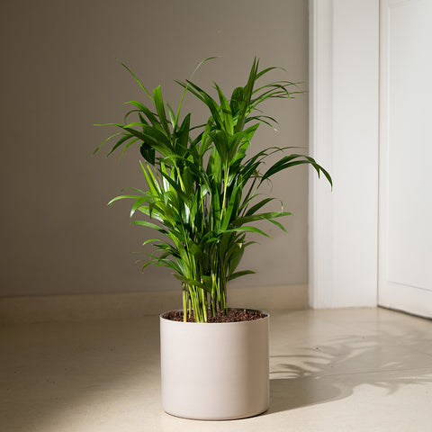 Areca Palm with Zen Planter