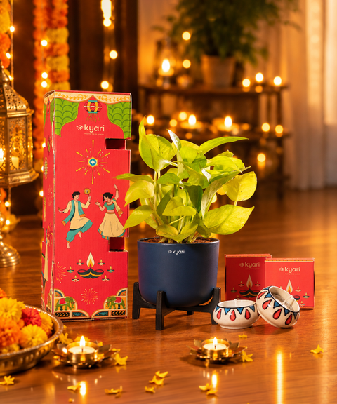 Gleam Hamper - Golden Money Plant With Aira Self Watering Pot