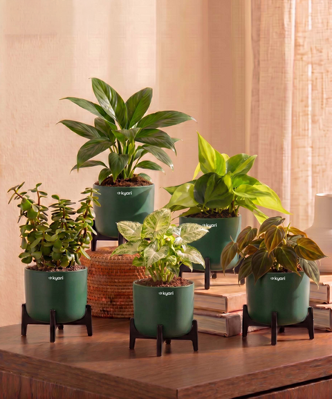 Air Purifying Combo - Set of 5 Self Watering Plants