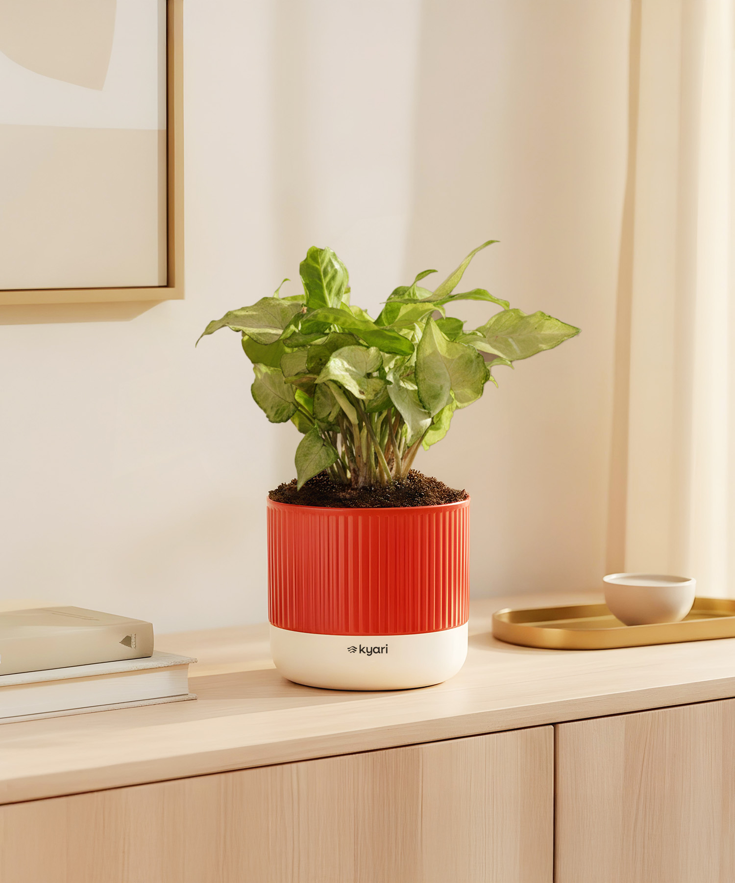 Syngonium White Plant With Mylo Planter