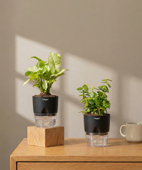 Low Maintenance Starter Plant Duo