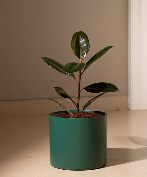 Black Rubber with Zen Planter