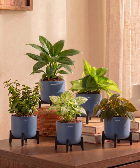 Air Purifying Combo - Set of 5 Self Watering Plants