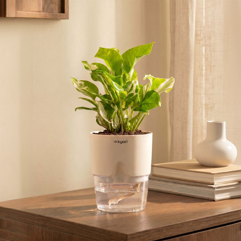 Money N'Joy Plant With Self Watering Pot