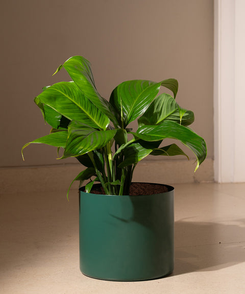 Peace Lily with Zen Planter