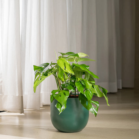 Monstera Deliciosa with Arbor Planter