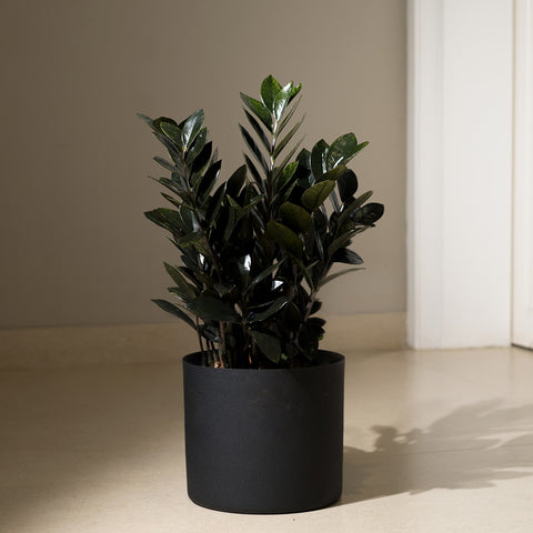 ZZ Black with Zen Planter