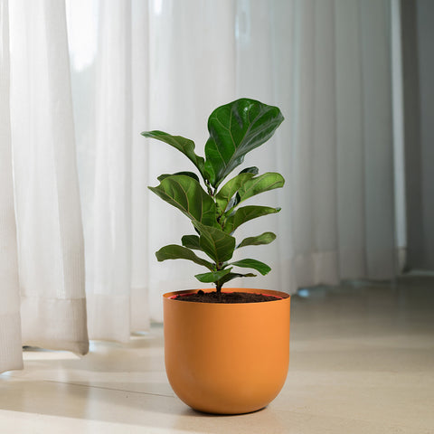 Ficus Lyrata - Fiddle Fig- Arbor Planter