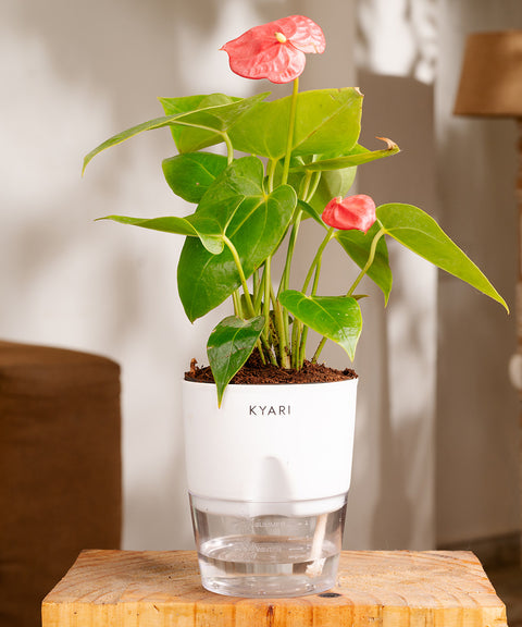 Anthurium Red Plant With Self Watering Pot