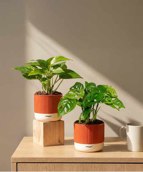 Easy Care Home Decor Duo