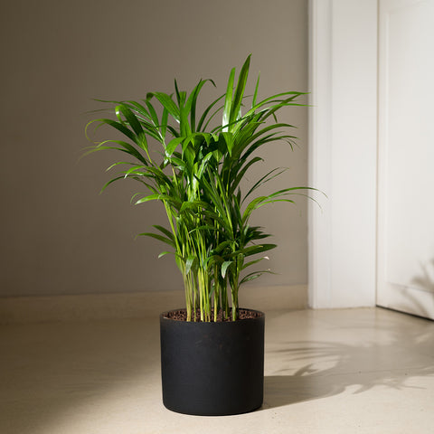 Areca Palm with Zen Planter