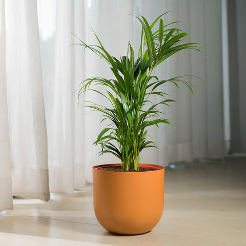 Areca palm with Arbor Planter