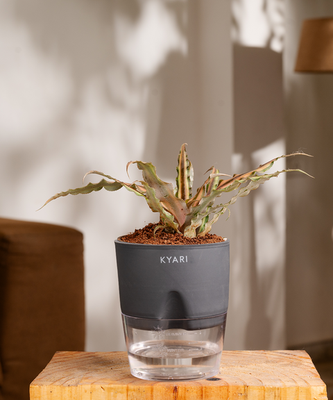 Cryptanthus Plant