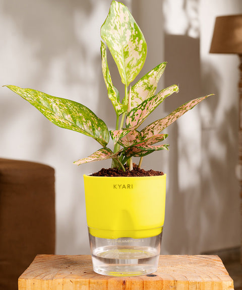 Aglaonema Snow White Plant - BYOB