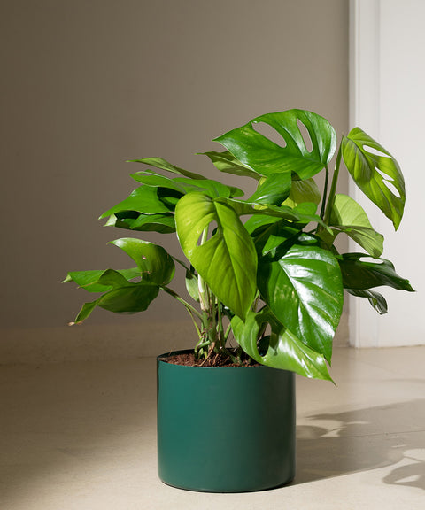 Monstera Deliciosa with Zen Planter