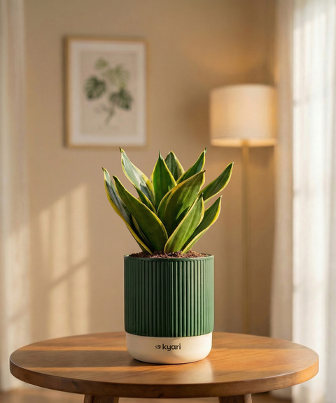 Golden Hahnii Snake Plant with Medium Self Watering Pot