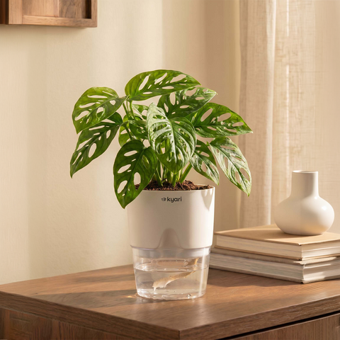 Philodendron Broken Heart Plant With Self Watering Pot