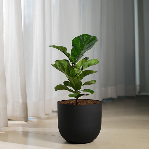 Ficus Lyrata - Fiddle Fig- Arbor Planter