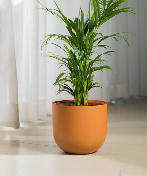 Areca Palm Plant