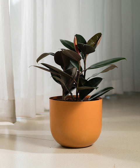 Black Rubber Plant