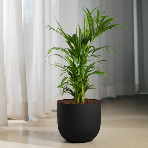 Areca palm with Arbor Planter