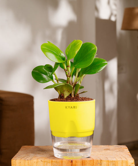 Peperomia Green Plant - BYOB