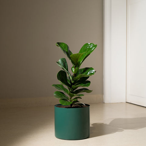 Ficus Lyrata - Fiddle Fig- Zen Planter