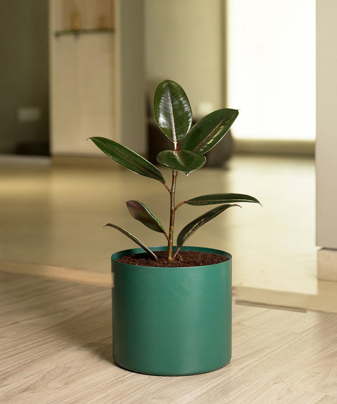 Black Rubber with Zen Planter