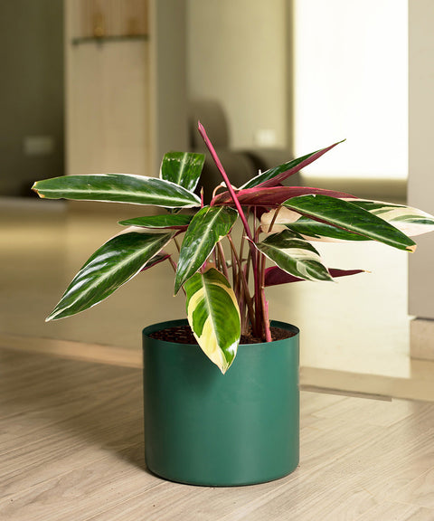 Calathea Triostar Plant