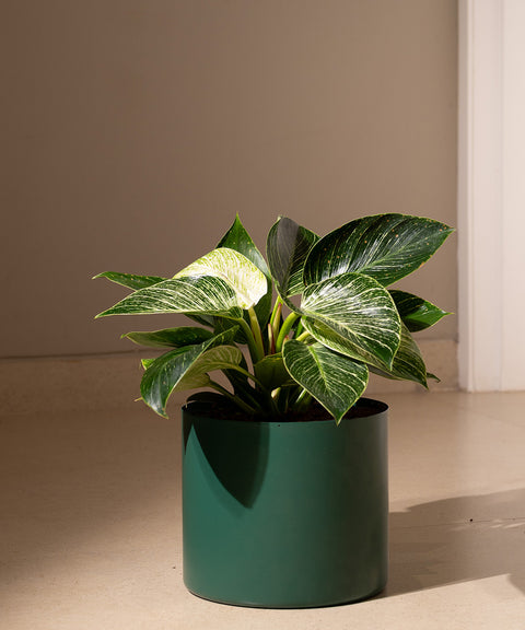 Philodendron Berkin with Zen Planter