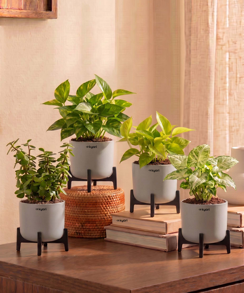 Lucky Plants Combo - Set of 4 Self Watering Plants