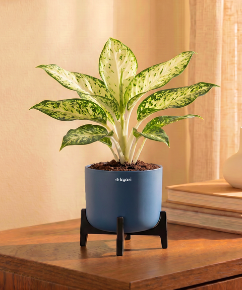 Snow White Plant in Aira Self Watering Pot (Stand included)