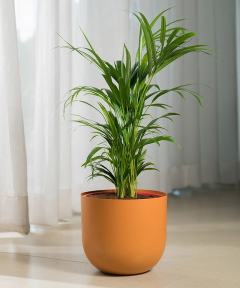 Areca palm with Arbor Planter