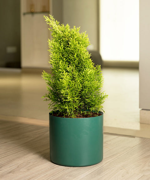 Cyprus with Zen Planter