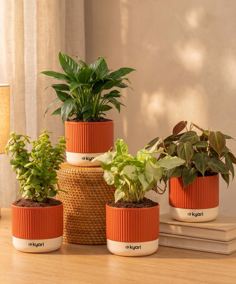Air purifying Combo - Set of 4 Self Watering Plants
