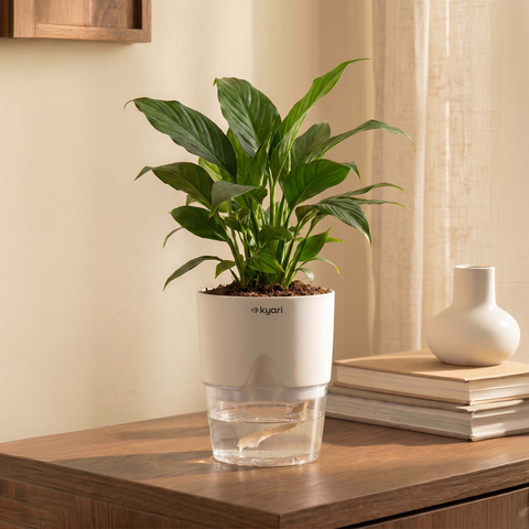 Peace Lily Plant With Self Watering Pot