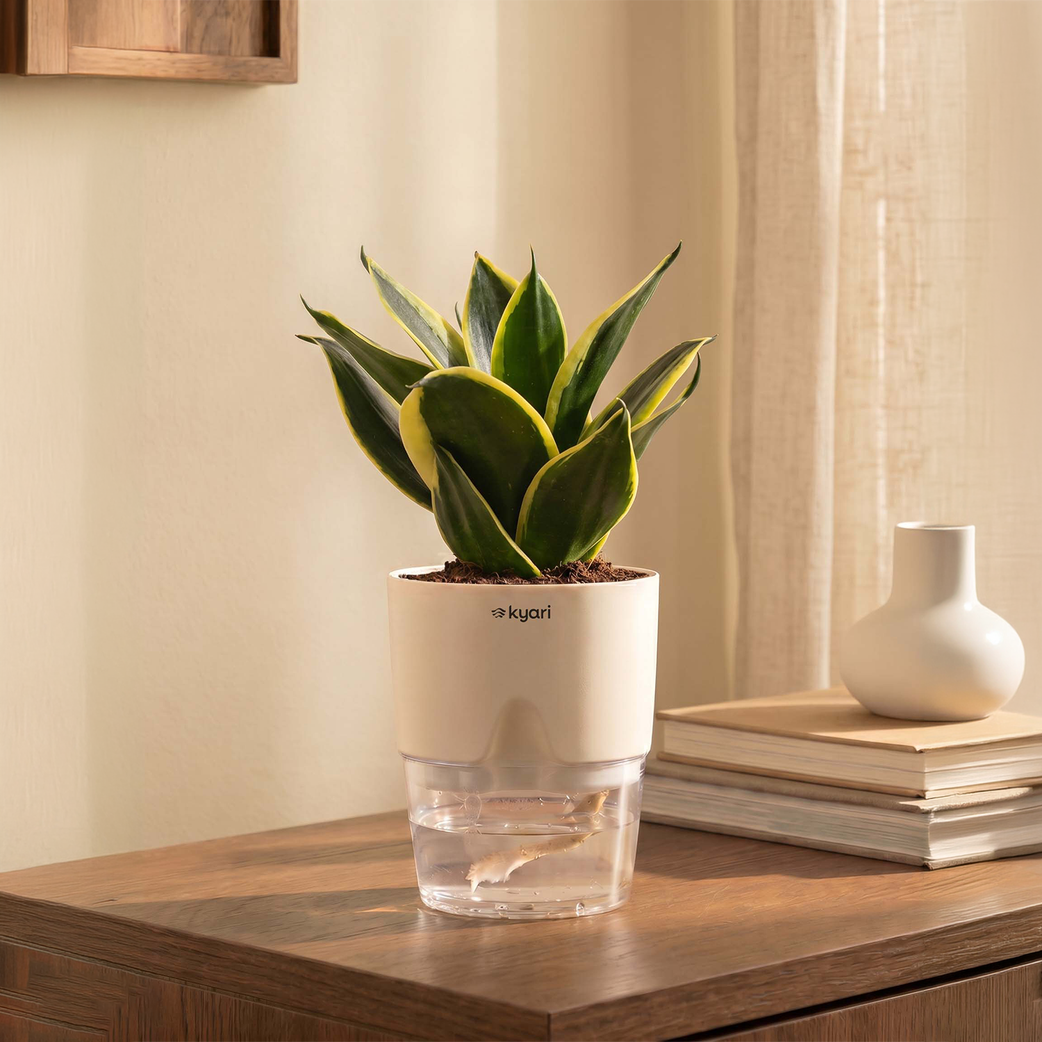 Golden Hahnii Snake Plant BYOB