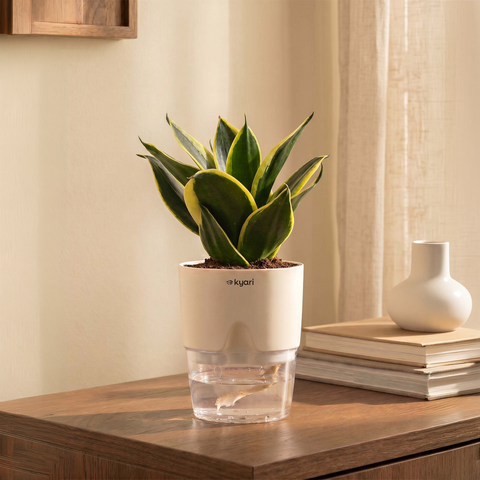 Golden Hahnii Snake Plant With Self Watering Pot