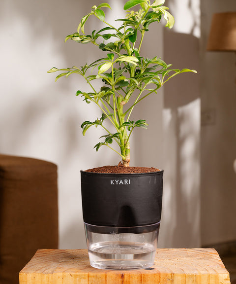 Ficus Safari Plant - BYOB