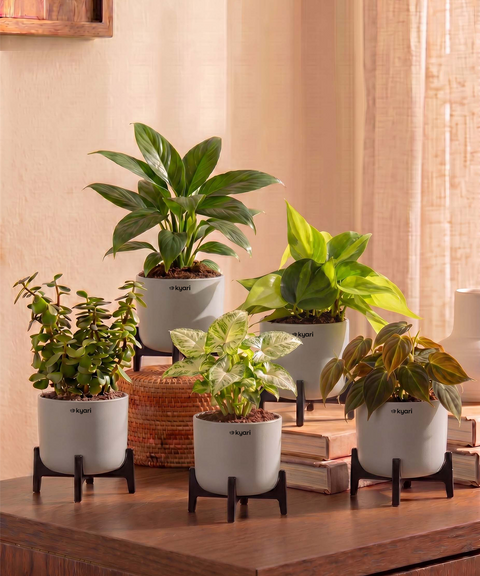 Air Purifying Combo - Set of 5 Self Watering Plants