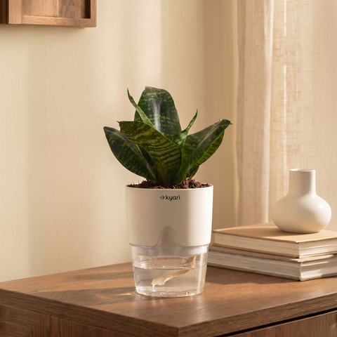 Green Snake Plant With Self Watering Pot