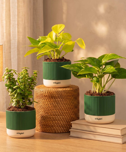 Lucky Plants Combo - Set of 3 Self Watering Plants