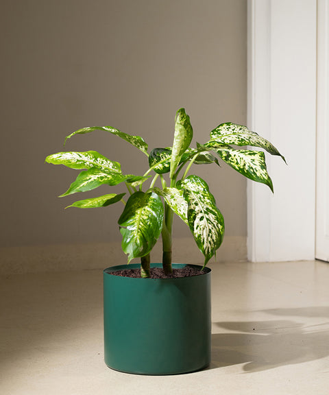 Dieffenbachia Cheetah with Zen Planter