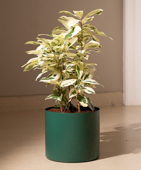 Safari Ficus with Zen Planter