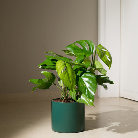 Monstera Deliciosa with Zen Planter