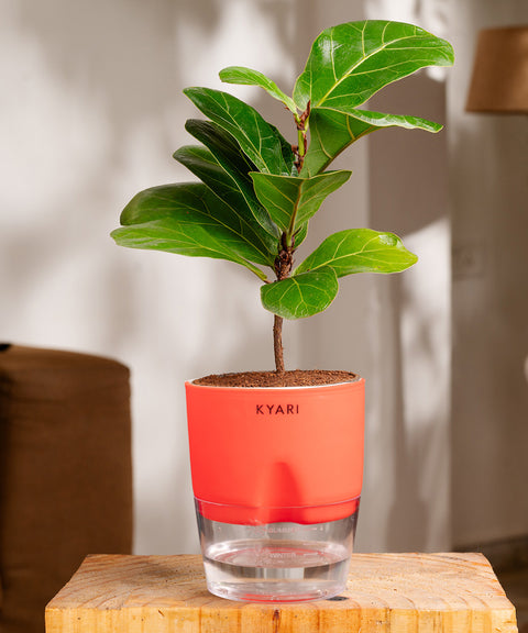 Fiddle Fig Plant - BYOB